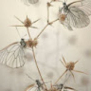 Meet your Posher, Harper